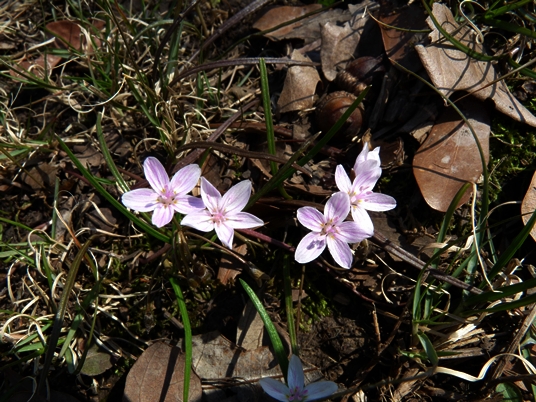 {Claytonia virginica}